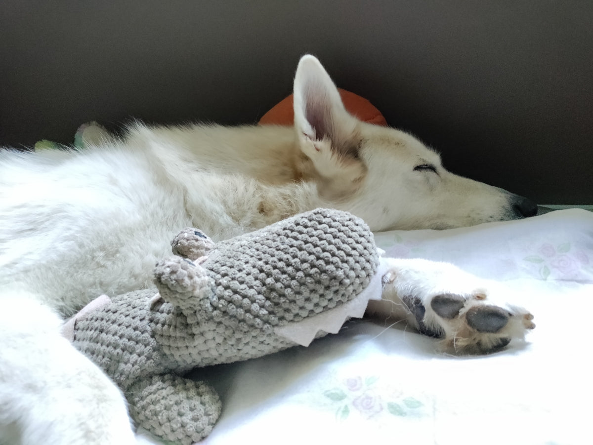 A white dog laying on top of a bed next to a stuffed animal